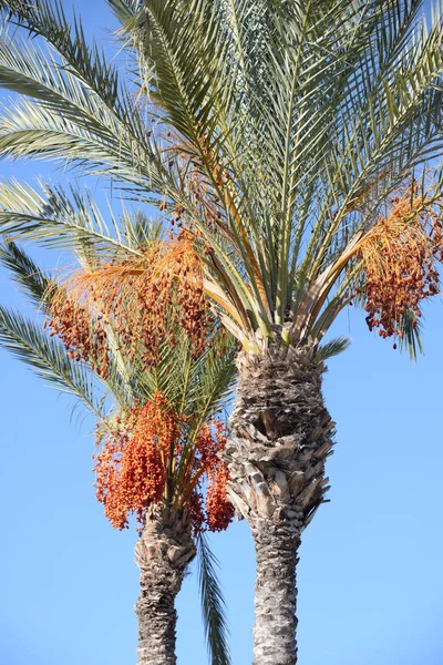 Fechas Palmera Datilera Costa Blanca España —  Fotos de Stock