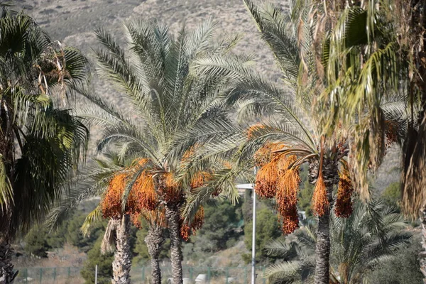 Dates on the date palm, Costa Blanca, Spain