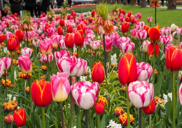 Flores Coloridas Tulipanes Floreciendo Jardín — Foto de Stock