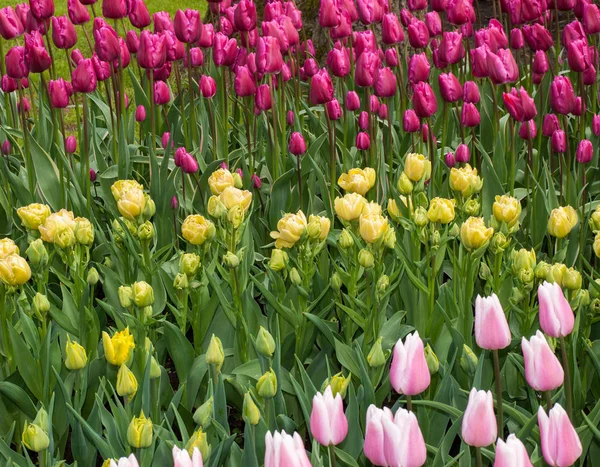 Kolorowe Tulipany Kwiaty Kwitnące Ogrodzie — Zdjęcie stockowe
