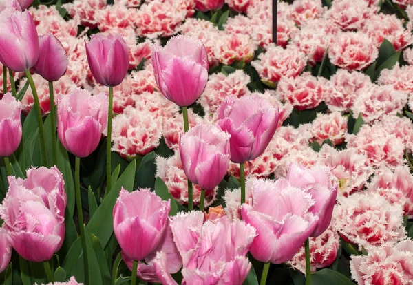 Płatki Kwiatów Tulipanów Wiosenna Flora — Zdjęcie stockowe