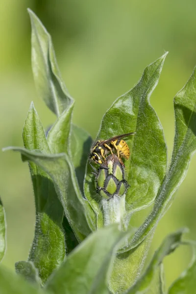 Korenbloem Bud Met Wasp Voor Groen Onscherpe Achtergrond Met Kopieer — Stockfoto