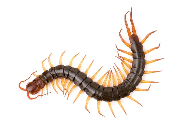 Centipede Chilopoda Isolated White Background — Stock Photo, Image