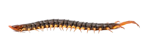 Centipede Chilopoda Isolated White Background — Stock Photo, Image