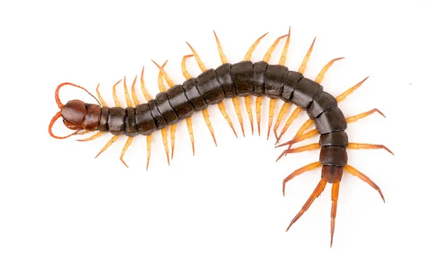 Centipede Chilopoda Isolated White Background — Stock Photo, Image