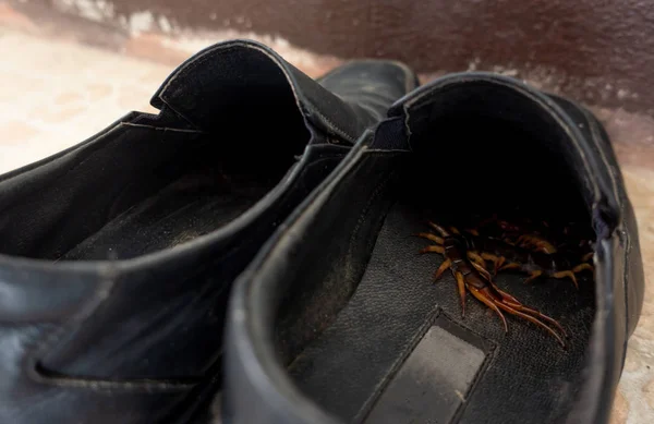 Centopeias Gigantes Escondidas Preto Sapatos Couro — Fotografia de Stock