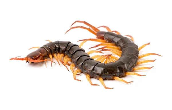 Centipede Chilopoda Isolated White Background — Stock Photo, Image