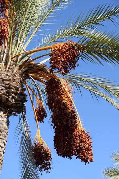 西班牙科斯塔布兰卡的椰枣日期 — 图库照片