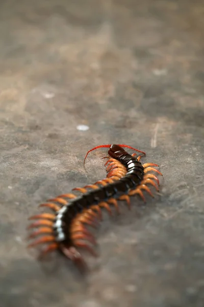Giant Centipede Chilopoda Cement Floor — Stock Photo, Image