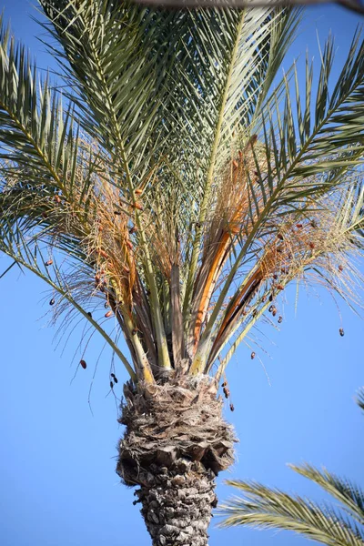 Fechas Palmera Datilera Costa Blanca España — Foto de Stock