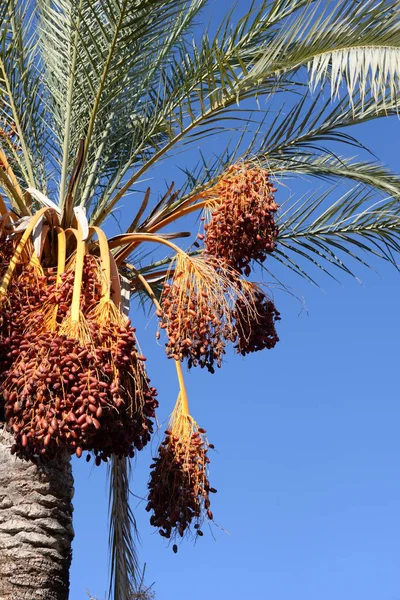 Dates on the date palm, Costa Blanca, Spain