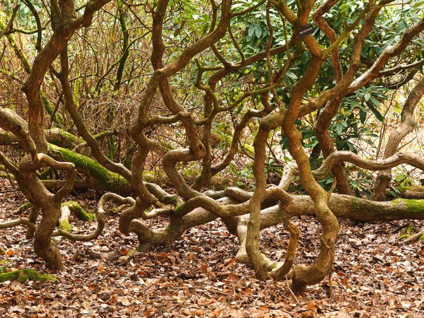 Antichi Tronchi Rododendro Rami Ritorti Bosco — Foto Stock