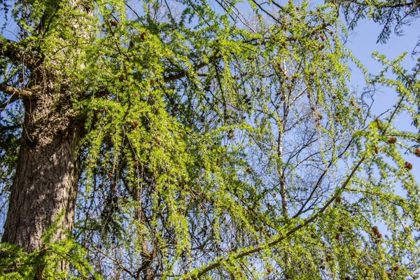 Zielone Gałęzie Modrzewia Szyszkami — Zdjęcie stockowe