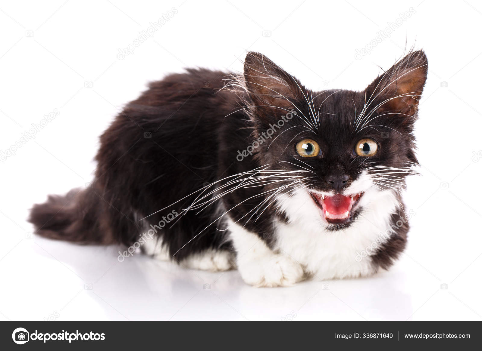 猫在笑有绒毛胡子的小猫背景为白色 图库照片 C Panthermediaseller 猫在笑有绒毛胡子的小猫背景为白色 图库照片 C Panthermediaseller