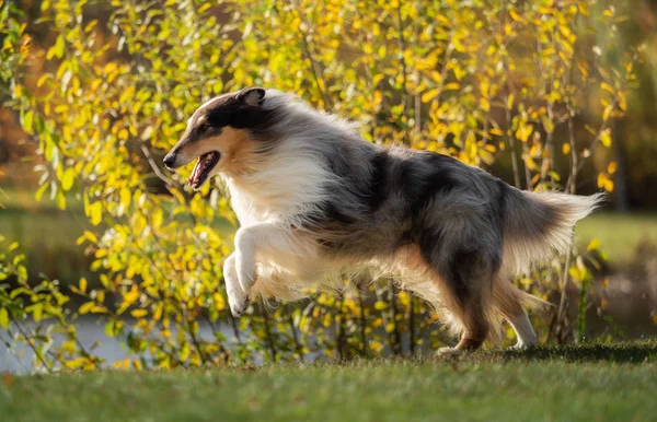 Beautiful Collie Long Hair Out Nature — Stock Photo, Image