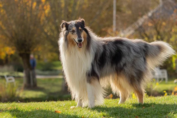 Egy Gyönyörű Collie Hosszú Hajjal Természetben — Stock Fotó