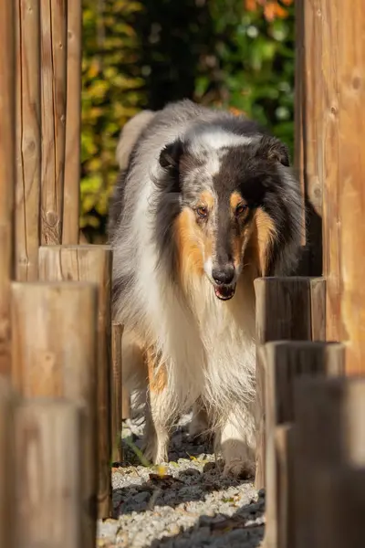 Belo Collie Com Cabelos Longos Natureza — Fotografia de Stock