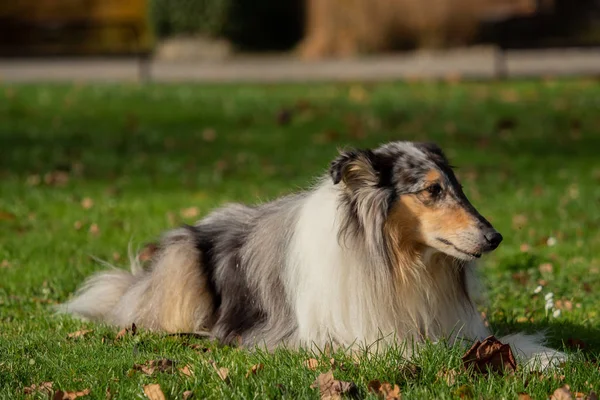 Piękny Collie Długimi Włosami Przyrodzie — Zdjęcie stockowe