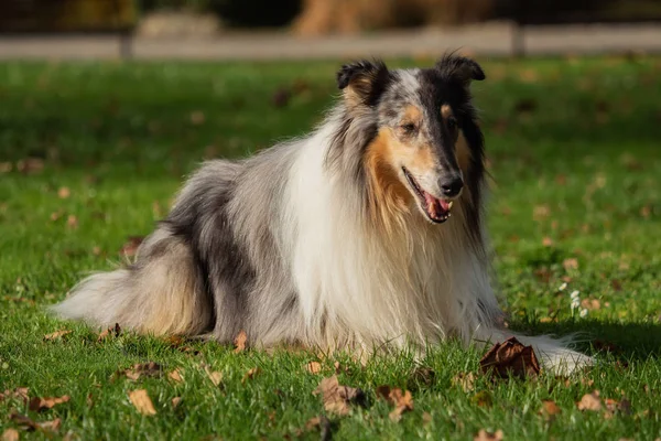 Piękny Collie Długimi Włosami Przyrodzie — Zdjęcie stockowe