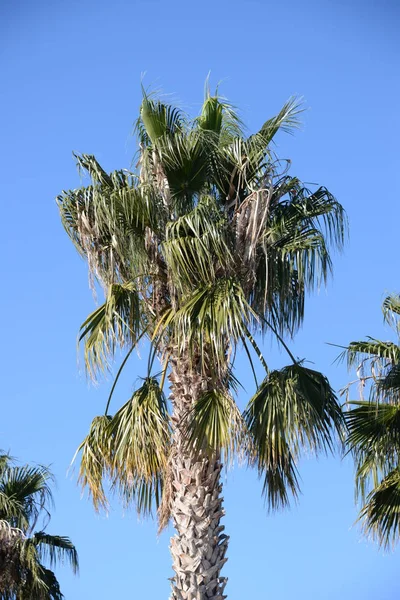 Ημερομηνίες Στην Παλάμη Της Ημερομηνίας Costa Blanca Ισπανία — Φωτογραφία Αρχείου