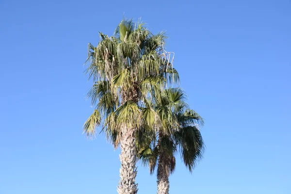 Datum Dagen Palm Costa Blanca Spanien — Stockfoto
