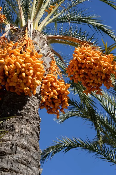 스페인 코스타 블랑카의 야자나무의 — 스톡 사진