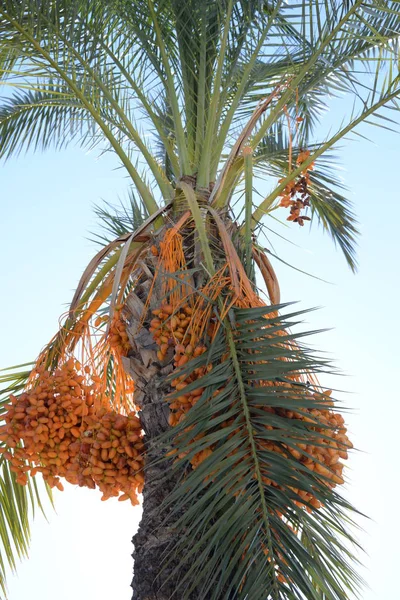 Fechas Palmera Datilera Costa Blanca España —  Fotos de Stock