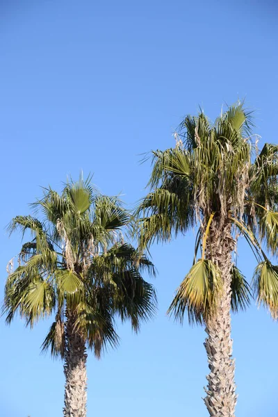 Ημερομηνίες Στην Παλάμη Της Ημερομηνίας Costa Blanca Ισπανία — Φωτογραφία Αρχείου