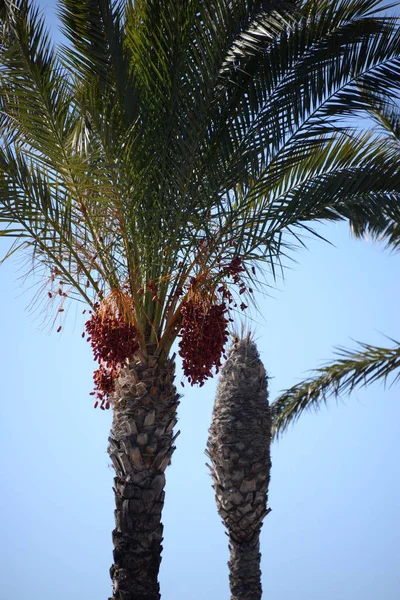 Ημερομηνίες Στην Παλάμη Της Ημερομηνίας Costa Blanca Ισπανία — Φωτογραφία Αρχείου