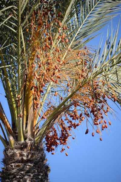 Datum Dagen Palm Costa Blanca Spanien — Stockfoto