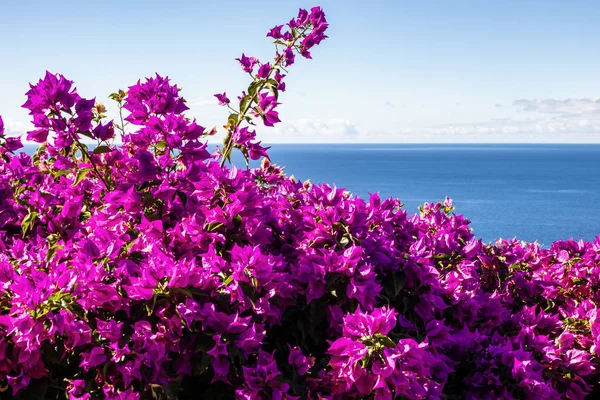 purple Bougainvillea and ocean