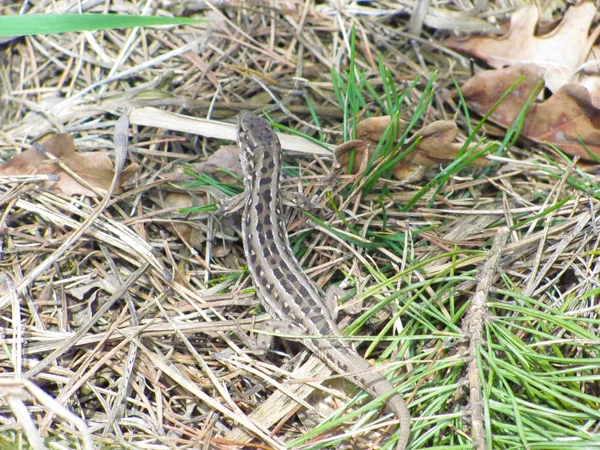 Primer Plano Lagarto Hábitat Concepto Salvajismo — Foto de Stock