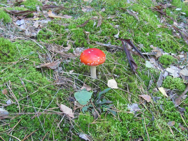 Flugagarisk Giftig Svamp Med Röd Mössa Skogen Med Grönt Gräs — Stockfoto