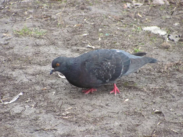 鳩は地面を歩き — ストック写真