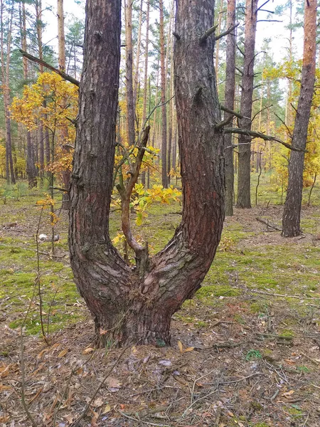秋の森で松の木を分けて — ストック写真