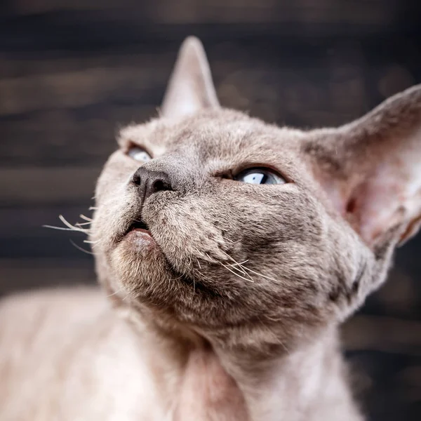 Ritratto Gatto Bruno Sfondo Legno Scuro Ritratto Animale Domestico Cat — Foto Stock