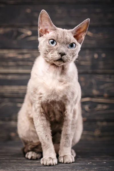 Devon Rex Raça Gato Senta Fundo Madeira Escura Gatinho Amigável — Fotografia de Stock