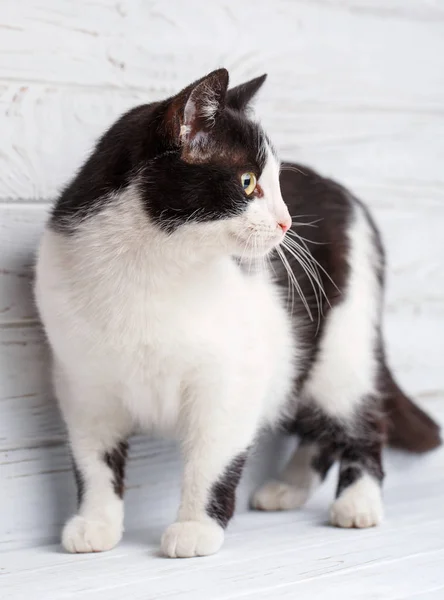 没有品种的猫 浅色背景下的一只简单的灰色猫 — 图库照片