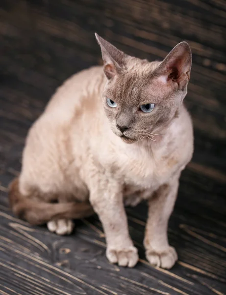 Portret Brązowy Brązowy Kot Ciemnym Tle Drewnianych Portret — Zdjęcie stockowe
