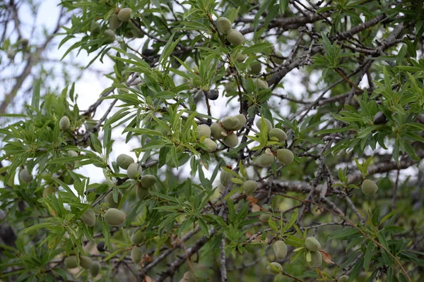 Almendras Frescas Árbol Costa Blanca España — Foto de Stock