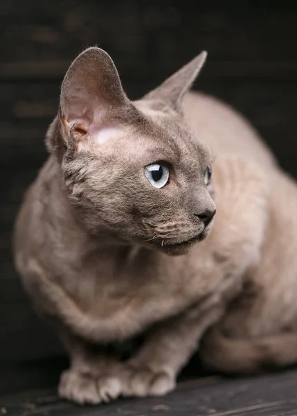 Bugiardo Devon Rex Cat Distogliendo Sguardo Sfondo Scuro — Foto Stock