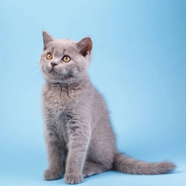 Szkocki Kociak Hetero Kitty Siedzi Bokiem Patrzy Lewo Niebieskim Tle — Zdjęcie stockowe