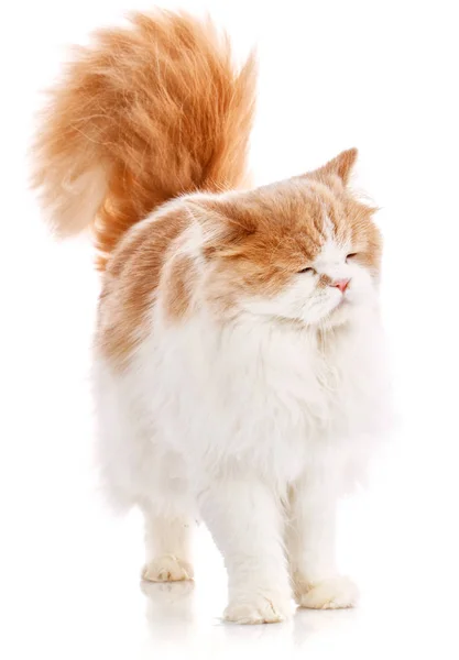 Şirin Kırmızı Şakacı Kedi Evcil Hayvanlar Hayvanlar Kediler Beyaz Arka — Stok fotoğraf