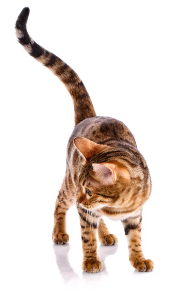 Raça Gato Bengala Isolado Sobre Fundo Branco — Fotografia de Stock