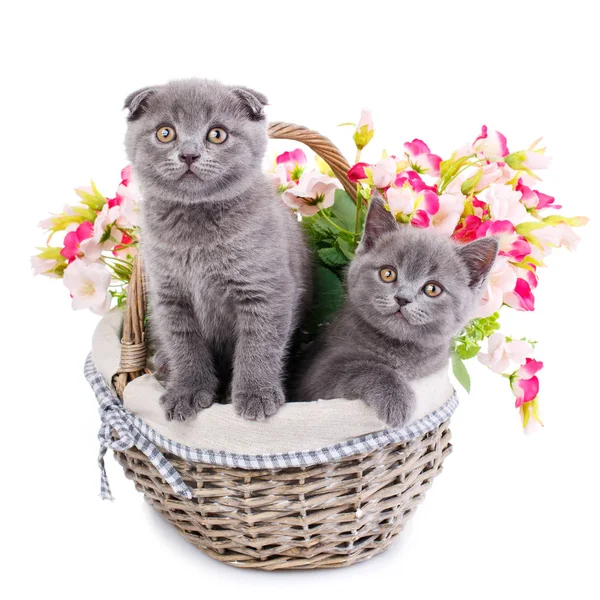 Gato Para Otro Está Sentado Una Canasta Con Flores Gatos — Foto de Stock