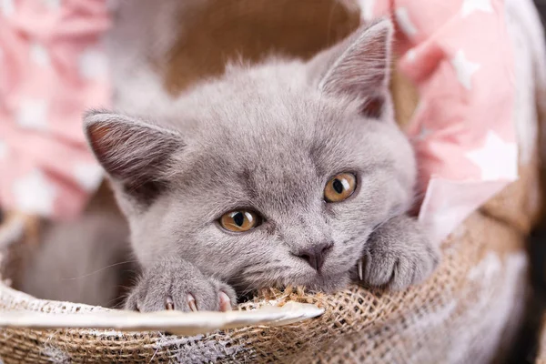 苏格兰纯正的小猫 毛绒绒灰猫与装饰 — 图库照片