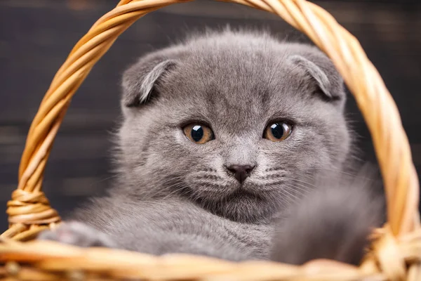 Gatitos Escoceses Gris Divertido Gato Cesta Gatito Mira Cámara Gatito — Foto de Stock