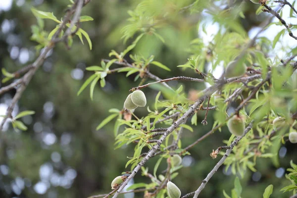 Almendras Frescas Árbol Costa Blanca España — Foto de Stock