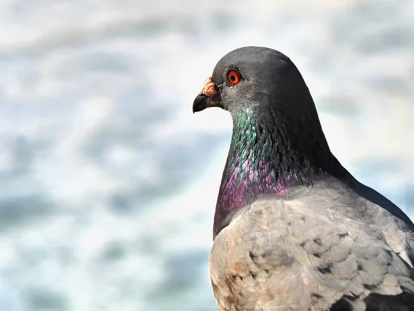 Wild Pigeon Close Neck Shimmers All Colors Plumage Shiny Red — Stock Photo, Image