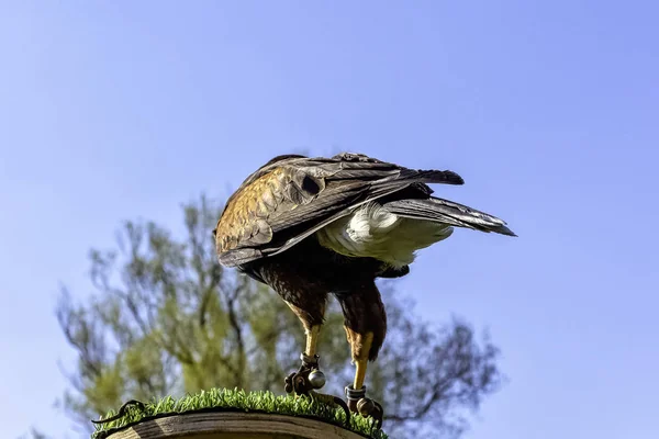 Falco Harris Parabuteo Unicinctus Precedentemente Noto Come Falco Alato Crepuscolare — Foto Stock